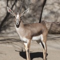 321-2080 San Diego Zoo- Cuvier's Gazelle